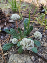 Calyptridium monospermum