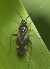 Plagiognathus obscurus