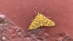 Conogethes punctiferalis