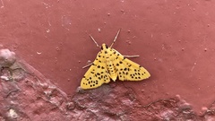 Conogethes punctiferalis