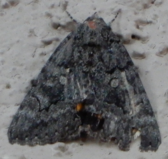 Catocala chelidonia