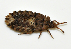 Aradus conspicuus
