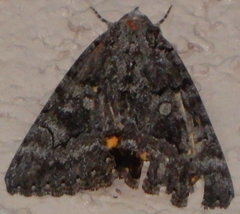 Catocala chelidonia