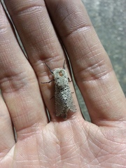 Polyphagozerra coffeae