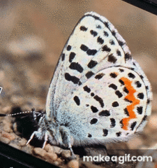 Euphilotes heracleoides