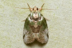 Stenoloba nigrabasalis