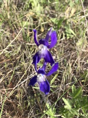 Delphinium sutherlandii