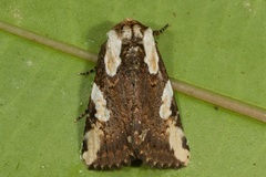 Mudaria