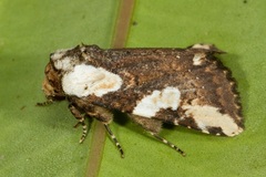 Mudaria