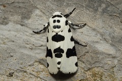 Clethrorasa pilcheri