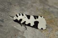 Clethrorasa pilcheri