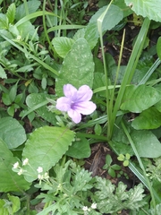 Ruellia tuberosa