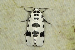 Clethrorasa pilcheri