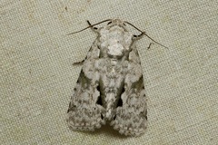 Thalathoides curtalis