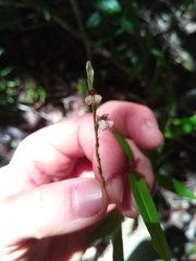 Justiciinae