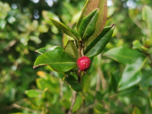 Image of Ugni Candollei (Ugni candollei) by (c) Inao Vasquez, some rights reserved (CC BY)