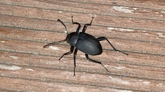 Plesiophthalmus davidis