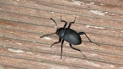 Plesiophthalmus davidis