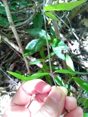Justiciinae