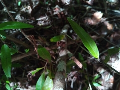 Justiciinae