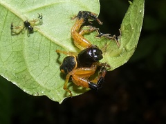 Stephanopoides simoni