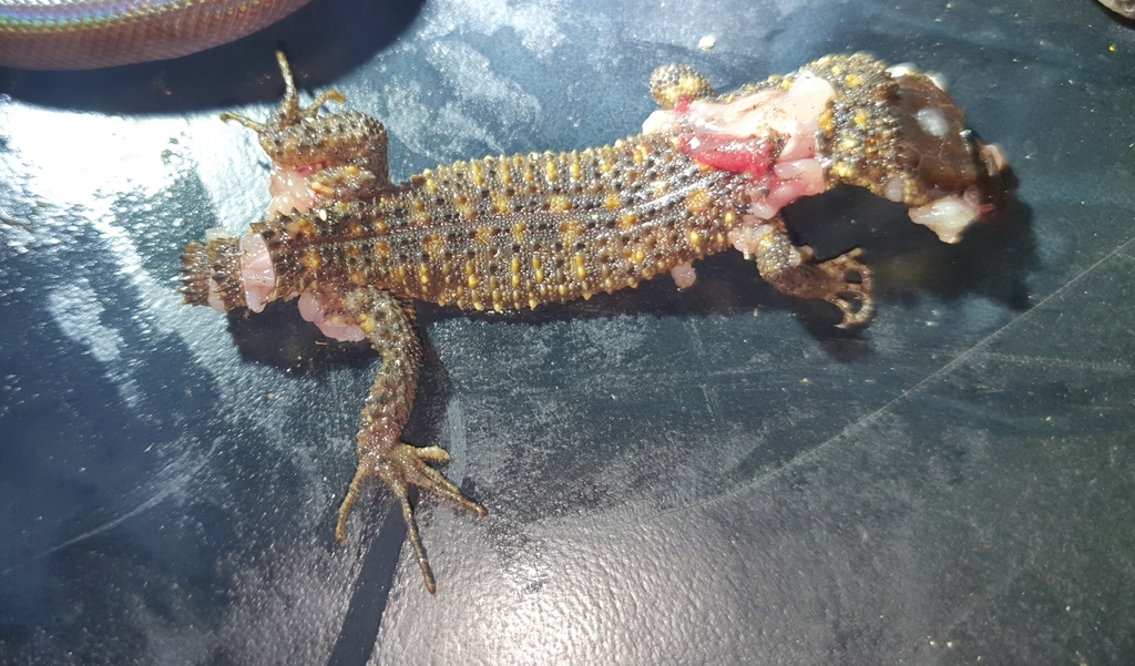 Liner's Tropical Night Lizard