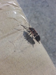 Physopelta gutta gutta