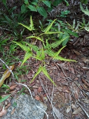 Dicranopteris