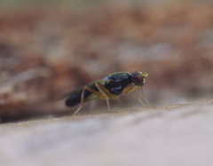 Chyliza leptogaster
