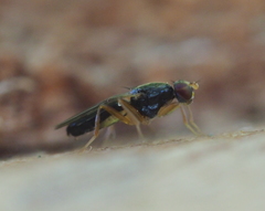Chyliza leptogaster