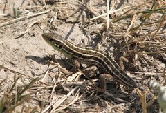 Lacerta strigata