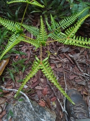 Dicranopteris