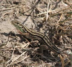 Lacerta strigata