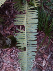 Dicranopteris