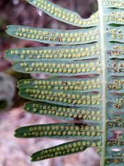 Dicranopteris