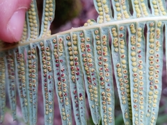 Dicranopteris