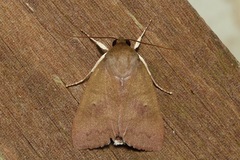 Calymera sabulosa