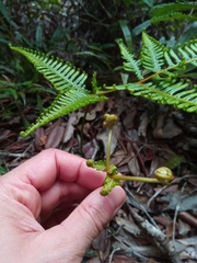 Dicranopteris