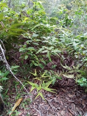 Dicranopteris
