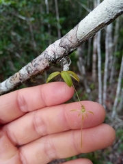 Angraecum rhynchoglossum image