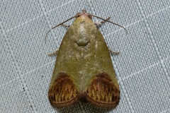 Asinduma exscripta