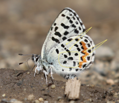 Euphilotes heracleoides