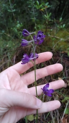 Delphinium pentagynum