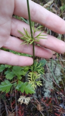 Delphinium pentagynum