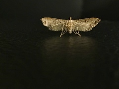 Massepha