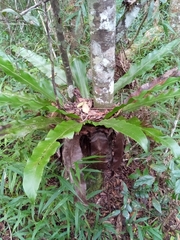 Thamnopteris
