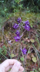 Delphinium pentagynum