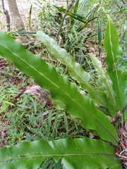 Thamnopteris
