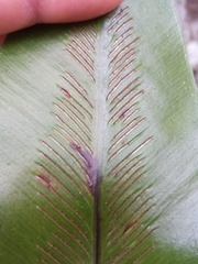 Thamnopteris