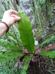 Thamnopteris